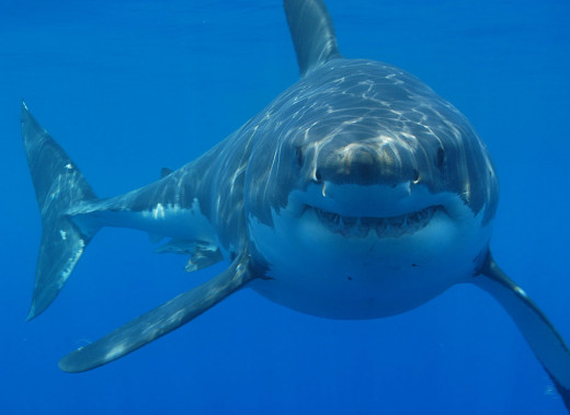 The Great white shark (Carcharodon carcharias)
