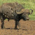 Cape Buffalo fully body Cape Buffalo fully body