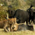 Cape Buffalo attacked by lions Cape Buffalo attacked by lions