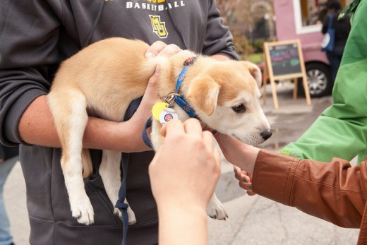 27 Droll Cheapest Place To Get Puppy Vaccinations Picture HD - uk.bleumoonproductions