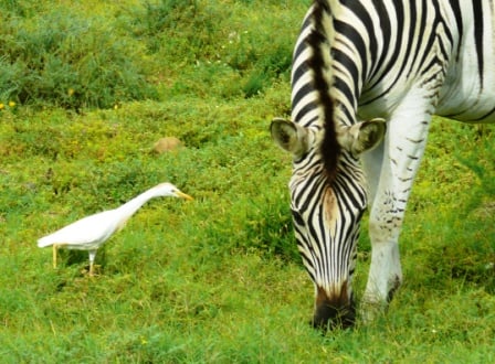 Cattle Egret and Zebra