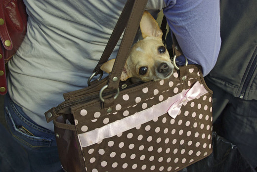 Chihuahua dog in a purse.
