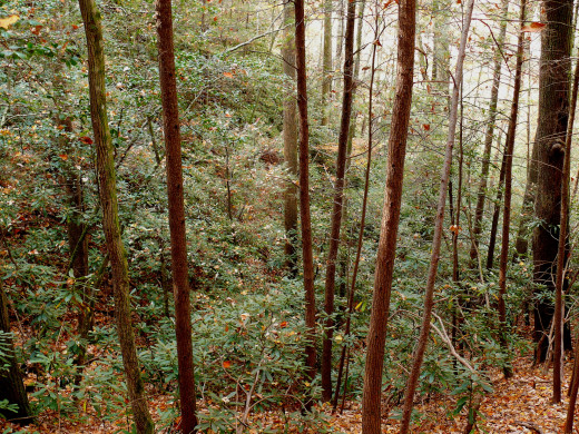 Rhododendrons in the understory of the southern Appalachians.