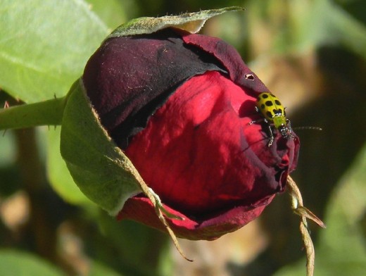 No spider in sight, this rose is my own.