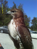 Where to Go in North Carolina:  Sylvan Heights Wildlife Bird Sanctuary in Scotland Neck