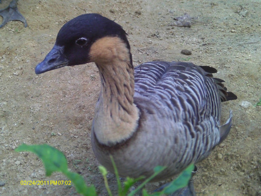 Hawaiian Goose