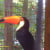 Toco Toucan-S.America