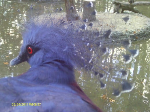 Beautiful comb of the Blue Crowned Pigeon