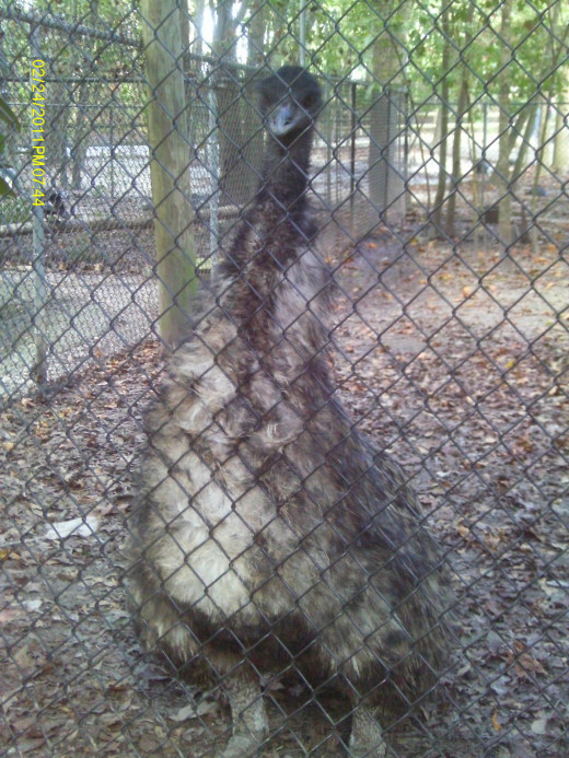 The Emu entertaining us by sitting back and staring