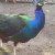 Peacock-Euroasia