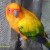 Sun Conure-S. America