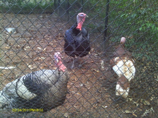 Turkeys-N.America