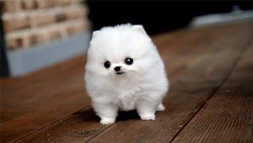 Cotton Ball