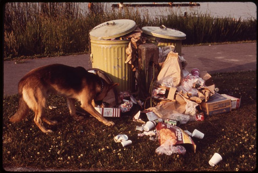 Overflowing litter on the shore of Lake Washington.