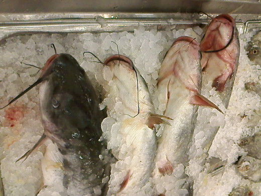 Catfish on Seafood City.