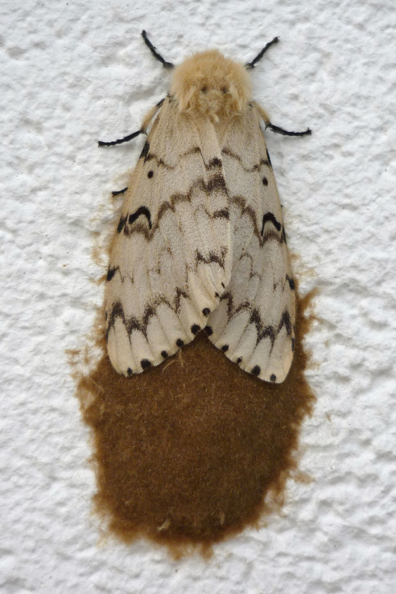 Female gypsy moth laying egg mass