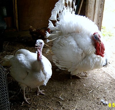 The white turkey I remember is like the one on the left, but much taller, plump, older and very friendly.