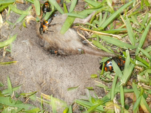 The orange and black bugs are American Burying Beetles