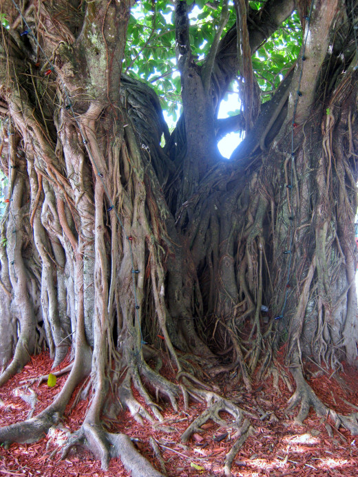 Tree Day