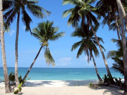 Plam Trees by the beach - Boracay Island ,Philippines where I visited a couple of years ago.