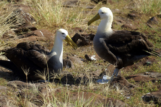 Waved albatross, breeding pair, Galapagos