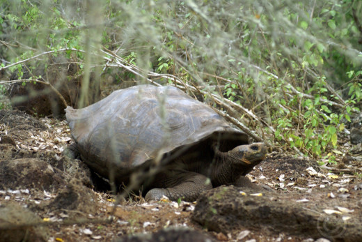 Giant Tortoise, Cristobal, Galapgos