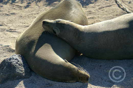 sea lions, Galapagos