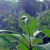 A Bug's Mango Leaf House A Bug's Mango Leaf House