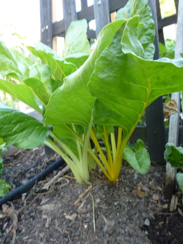 With the heat of a Missouri summer, this chard is thriving with part shade from the bean trellis.