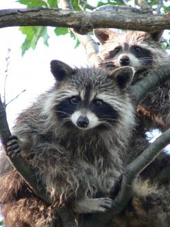 The Common Masked-Faced (Bandit) Raccoon Living in North America