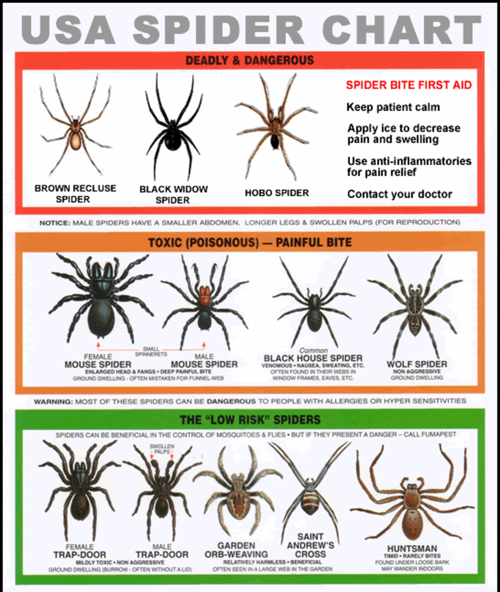 U.S. Poisonous Spiders Black Widow, Brown Recluse, & Hobo Dengarden