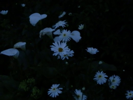 white flowers after dark