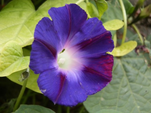Morning Glory flower 
