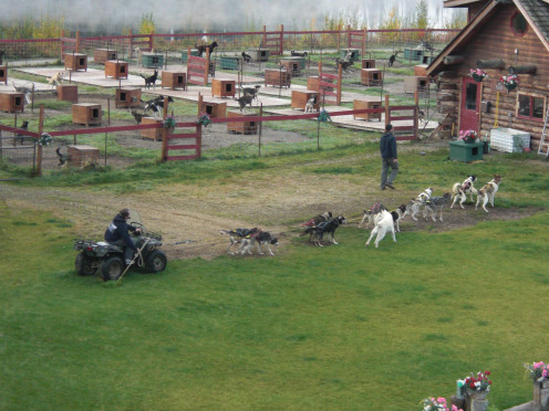 Susan Butcher training kennels, Fairbanks, Alaska
