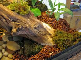 Building a Salamander Vivarium or Terrarium | PetHelpful