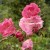 close up of roses