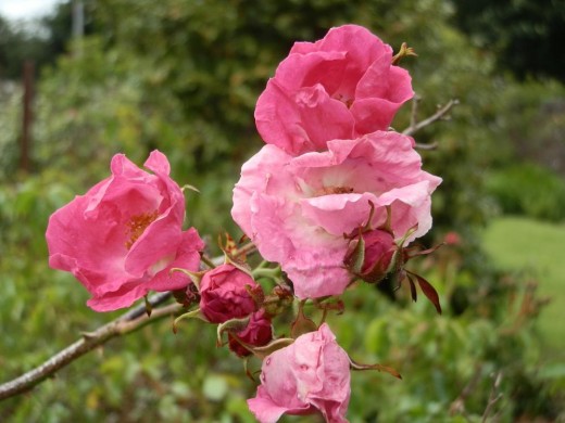 close up of roses
