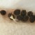 papaya seeds close up