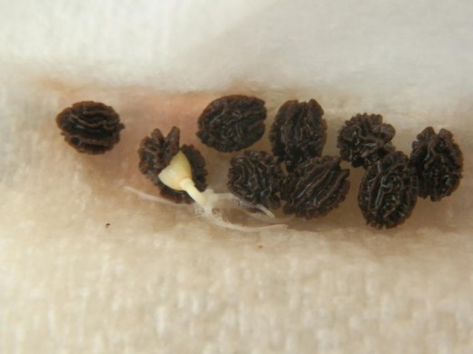 papaya seeds close up