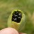 daffodil seeds