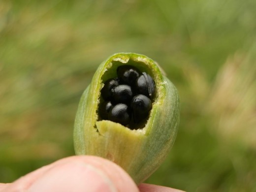 daffodil seeds