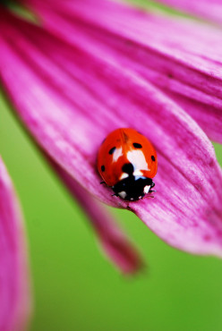 The Ladybug