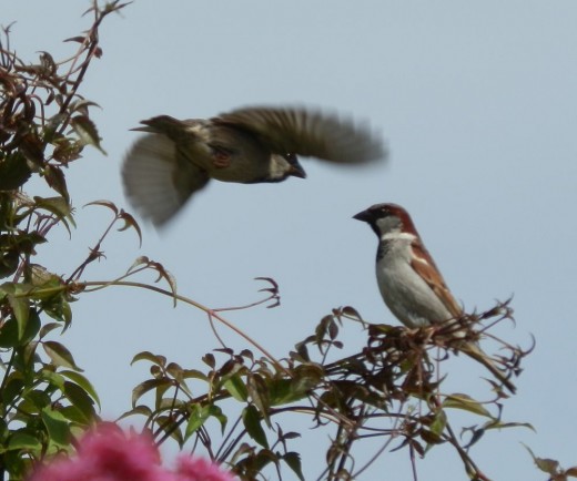 Olympus sz-10 easily captures a bird in flight