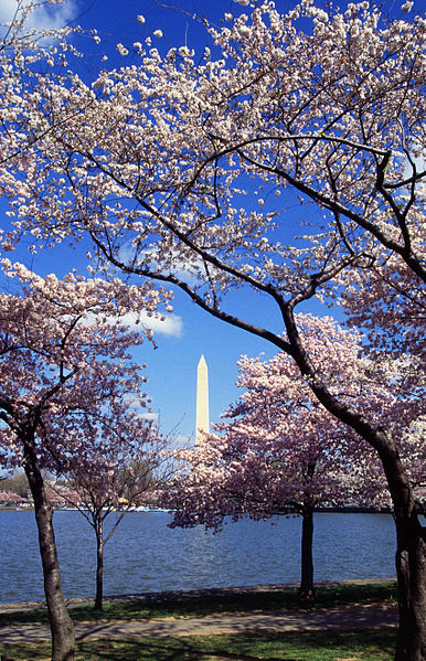 Japanese cherry trees (Sakura), a gift from Japan in 1965, adorn the Tidal Basin in Washington, D.C. during the National Cherry Blossom Festival. The Washington Monument is visible in the distance. 