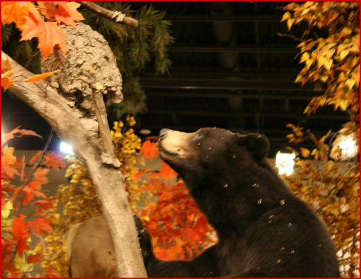 Bears are native to the region.