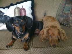 Our Sweet Doxies