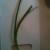 Green Onion Green Onion