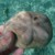 Tons of sand dollars are found here Tons of sand dollars are found here