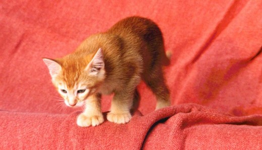 Polydactyl kitten
