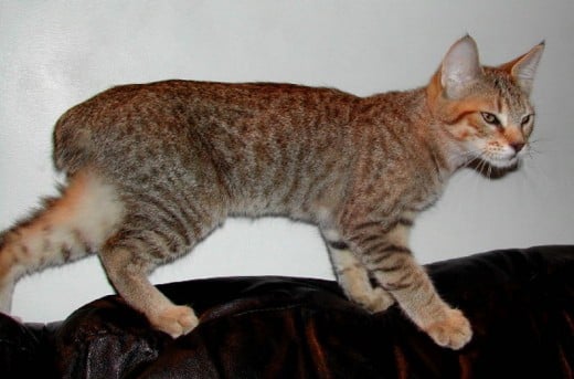 Example of a Pixie Bob cat